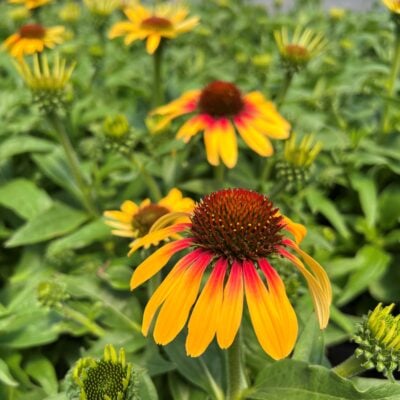 Echinacea SunSeekers 'Tequila Sunrise®'