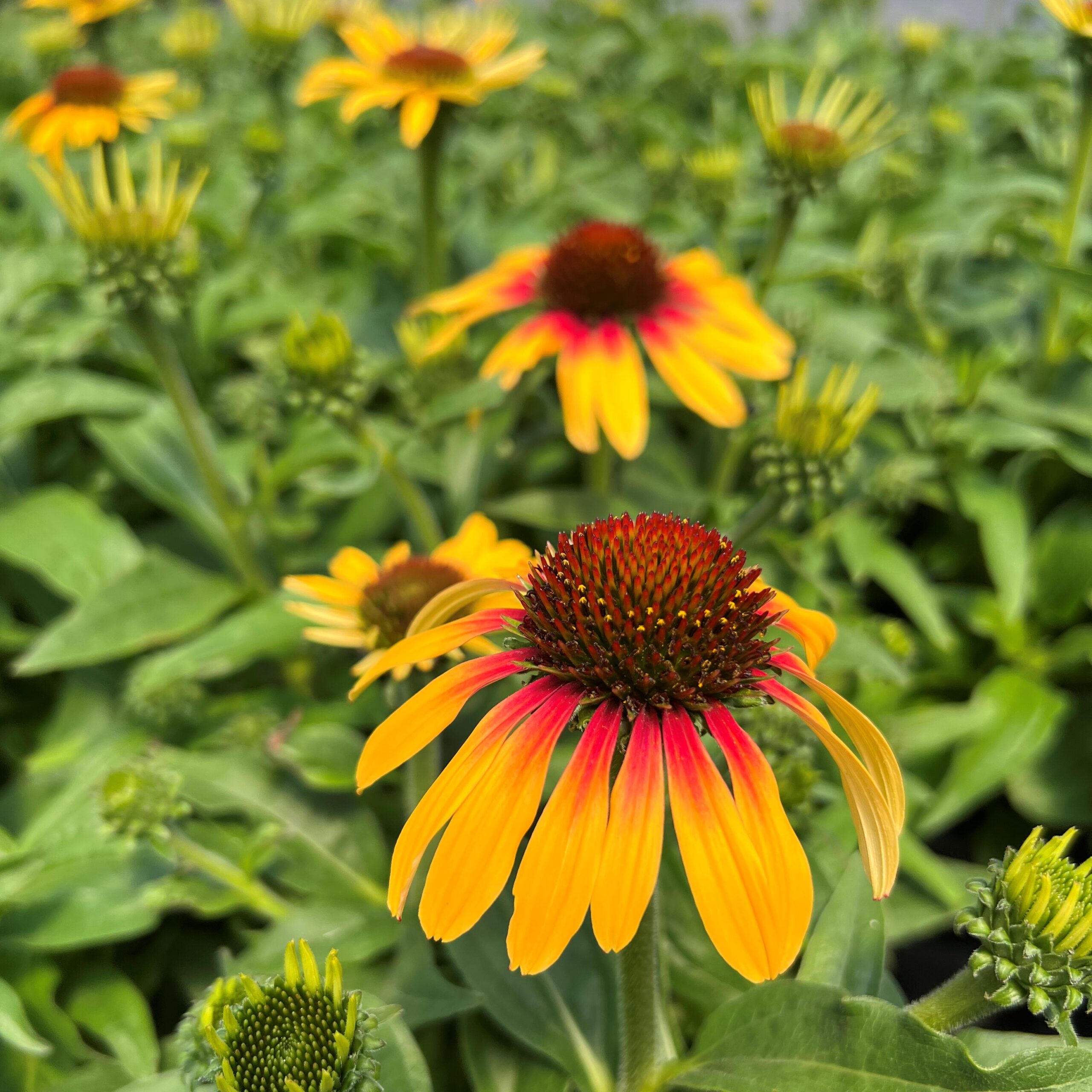 Echinacea SunSeekers 'Tequila Sunrise®'