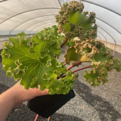 Farfugium 'Wavy Gravy' August