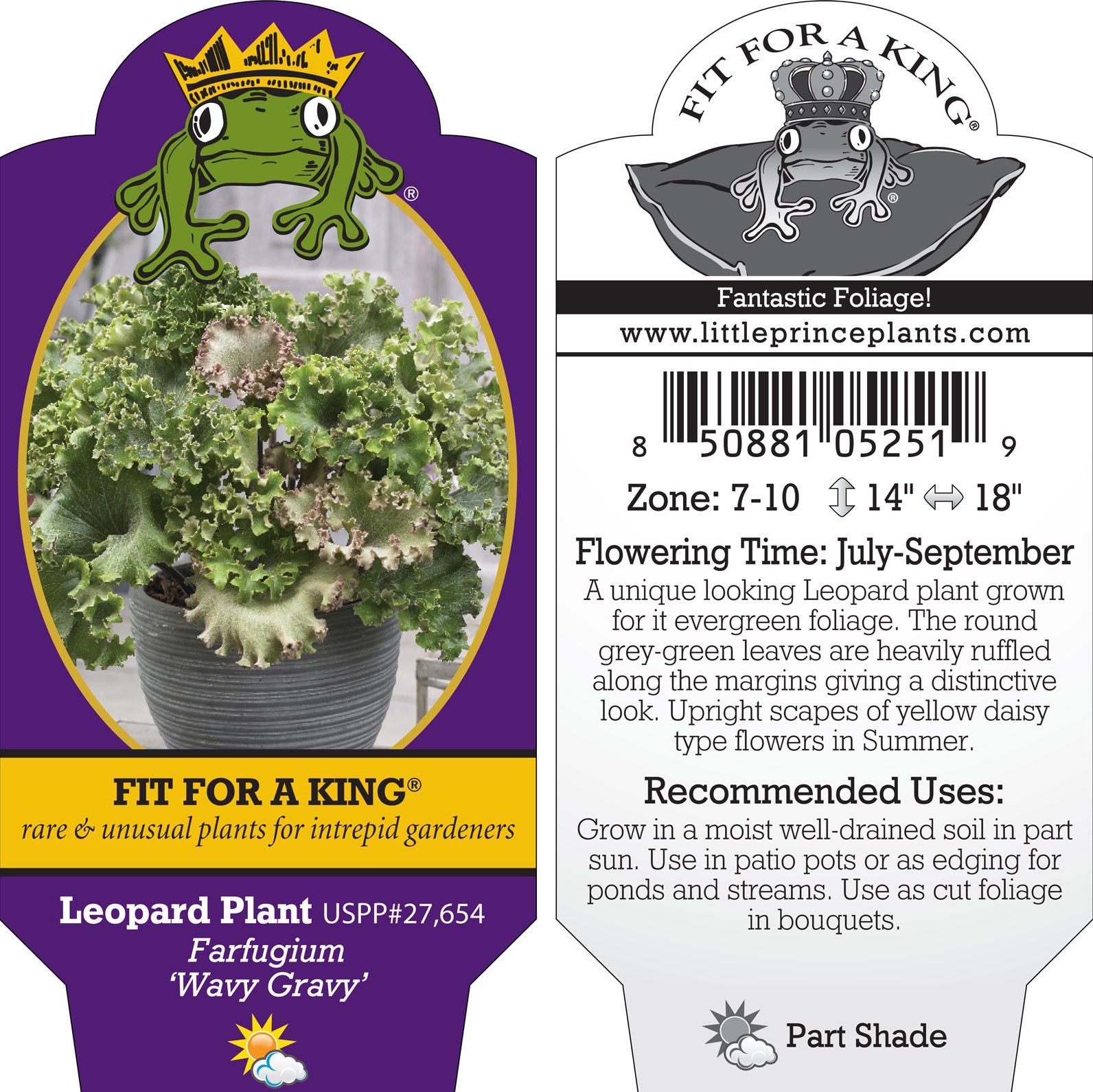 Farfugium 'Wavy Gravy' - Leopard Plant, USPP #27,654 (4.5" Pot) - Image 3