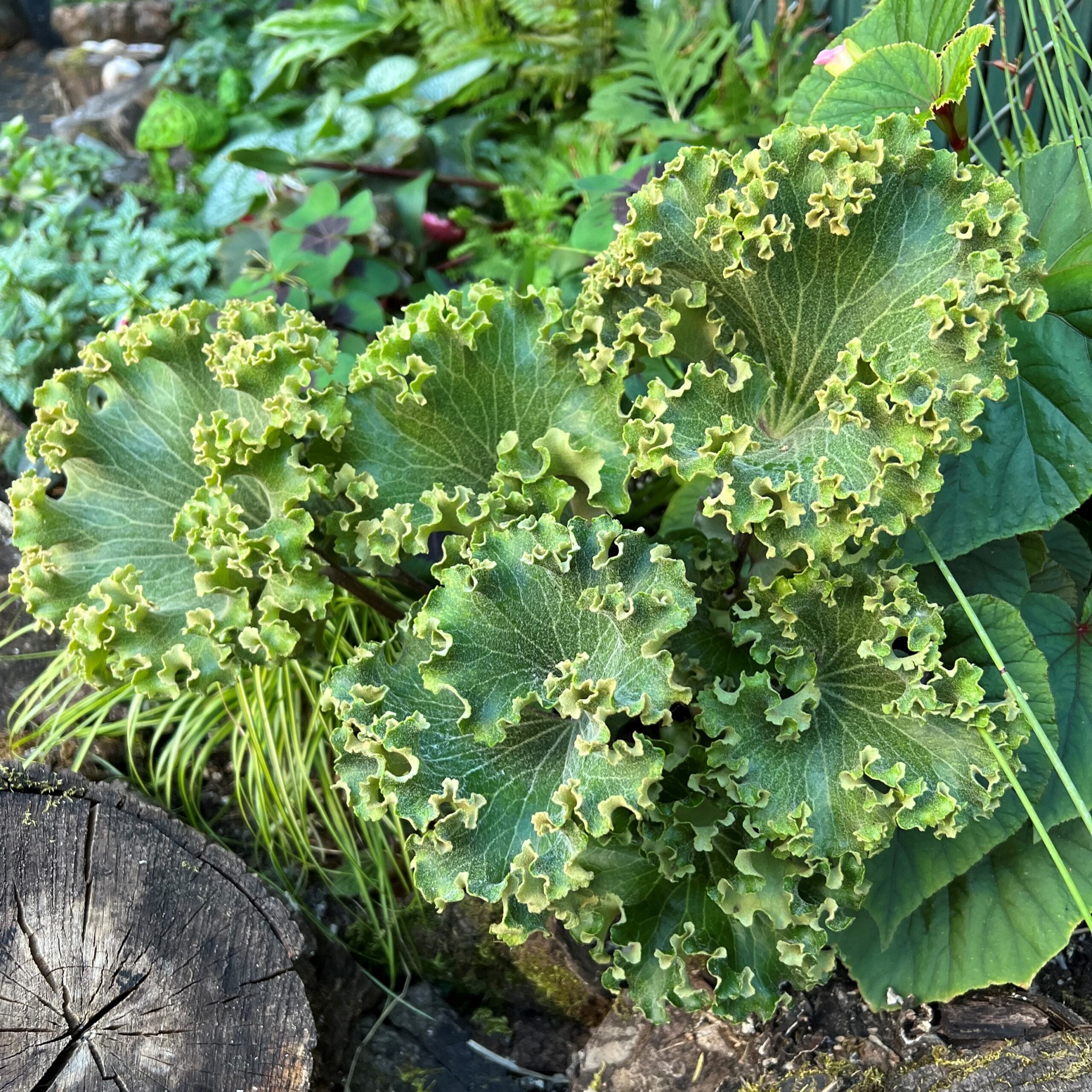 Farfugium japonicum 'Wavy Gravy' Zen's Garden July