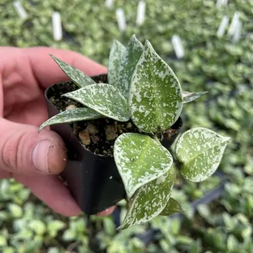 Hoya krohniana 'Splash' - Wax Plant (2