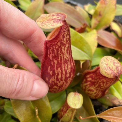 Nepenthes 'St. Gaya' - Pitcher Plant (2" Pot)