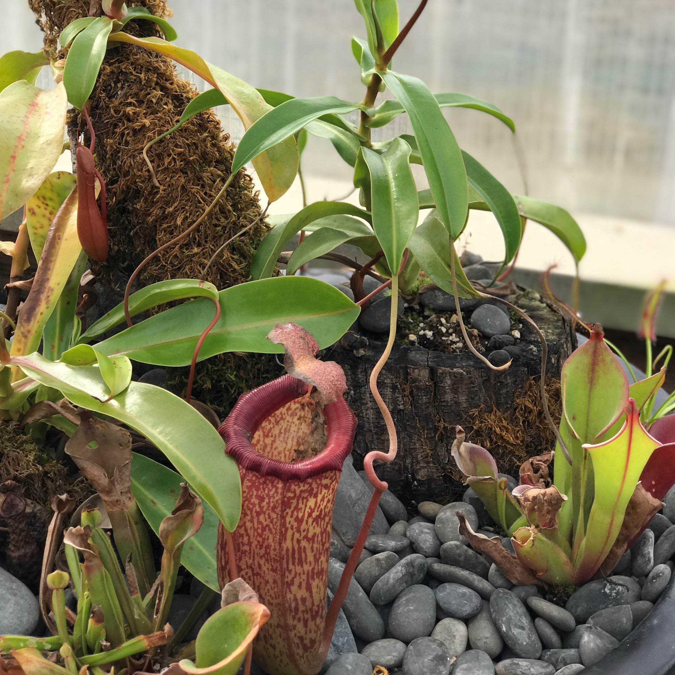 Nepenthes 'St. Gaya' - Pitcher Plant (2" Pot) | Little Prince of Oregon  Nursery
