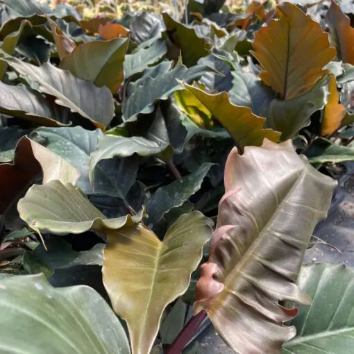 buy philodendron online australia Giant Gigas Philodendron - Philodendron gigas main image 0