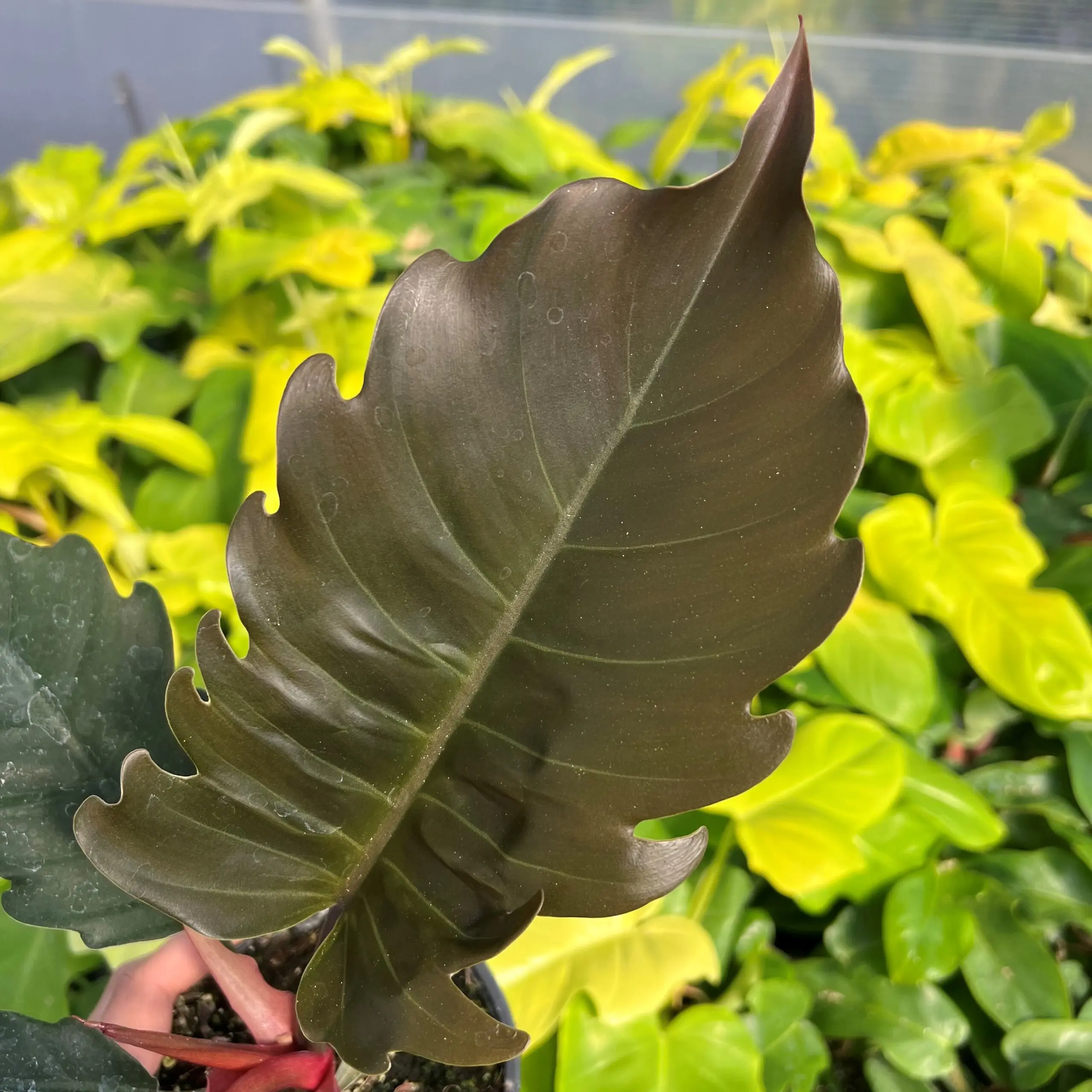 Philodendron 'Choco Empress' (4.5" Pot) | Little Prince of Oregon Nursery