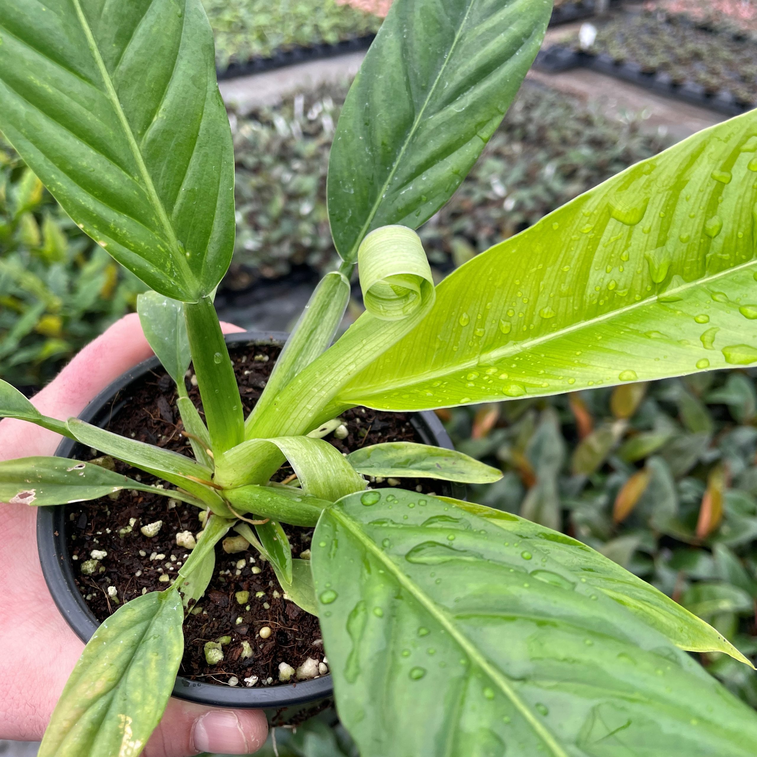Philodendron 'Lynette' (Philodendron campii) (4.5" Pot)