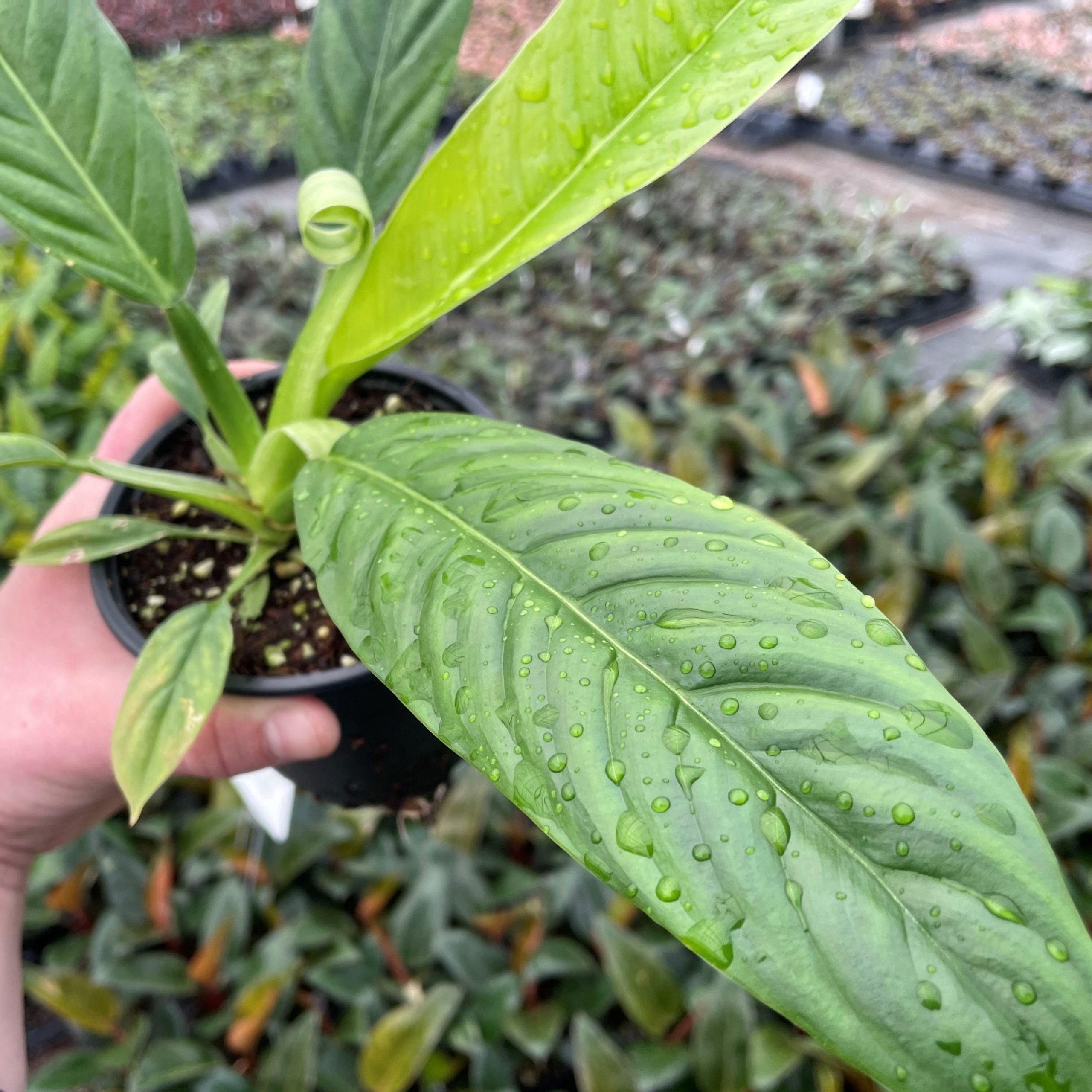 Philodendron 'Lynette' (Philodendron campii) (4.5" Pot) - Image 2