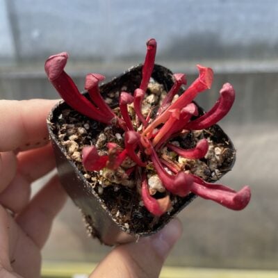 Sarracenia 'Maroon' May