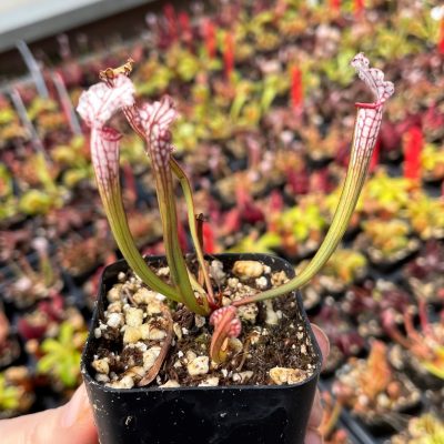 Sarracenia leucophylla - White-Topped Pitcher Plant (2" Pot)