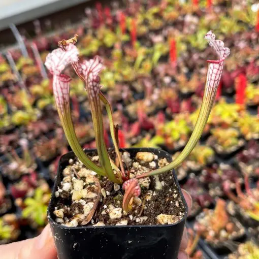Buy Sarracenia leucophylla  White-Topped Pitcher Plant