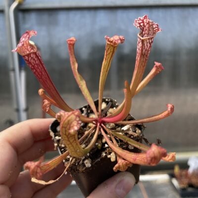 Sarracenia x farnhamii