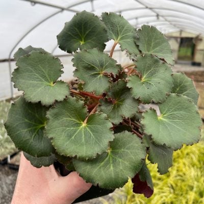 Saxifraga stolonifera (Dark Form) - Strawberry Geranium (3.5" Pot)