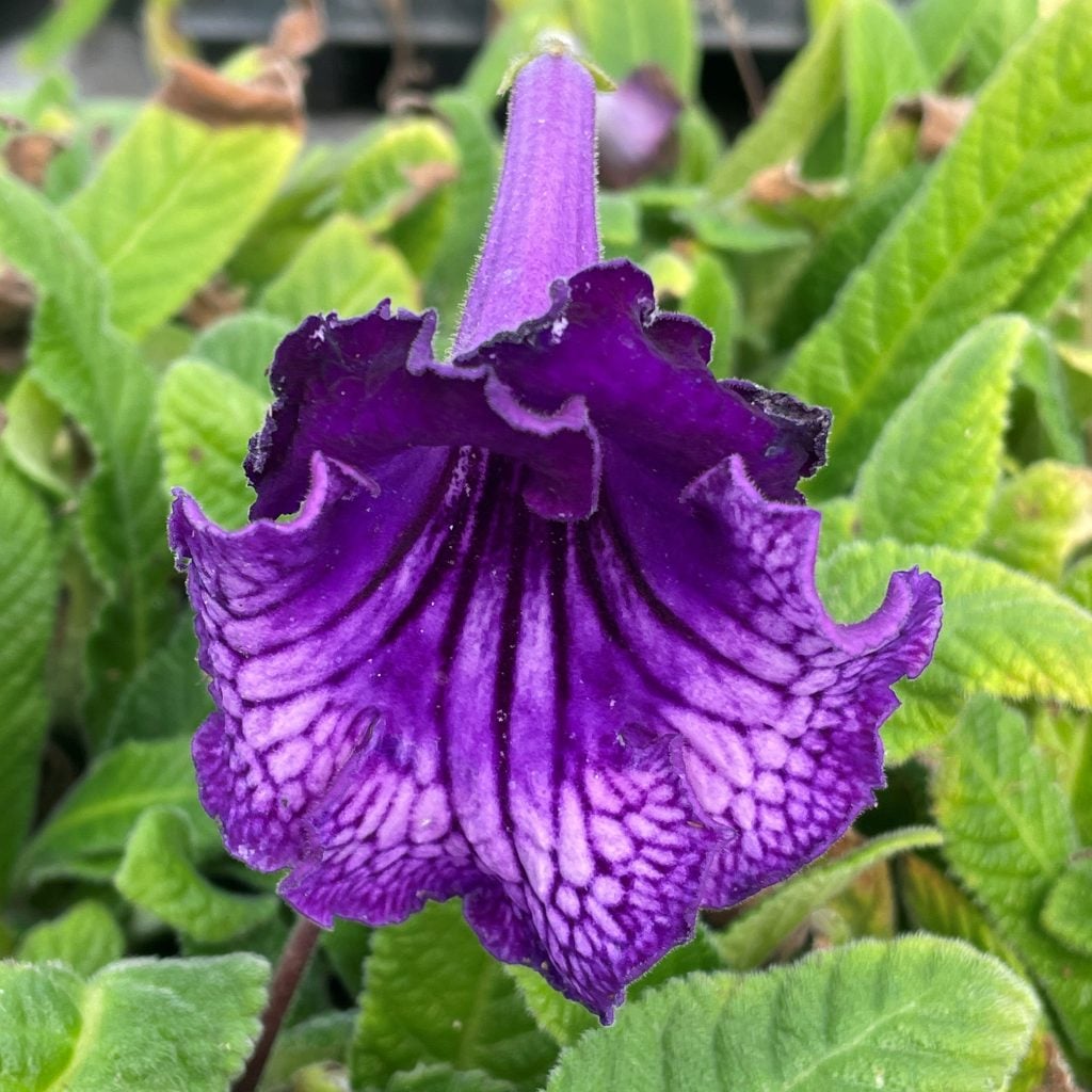 Streptocarpus-Midnight-Poison-