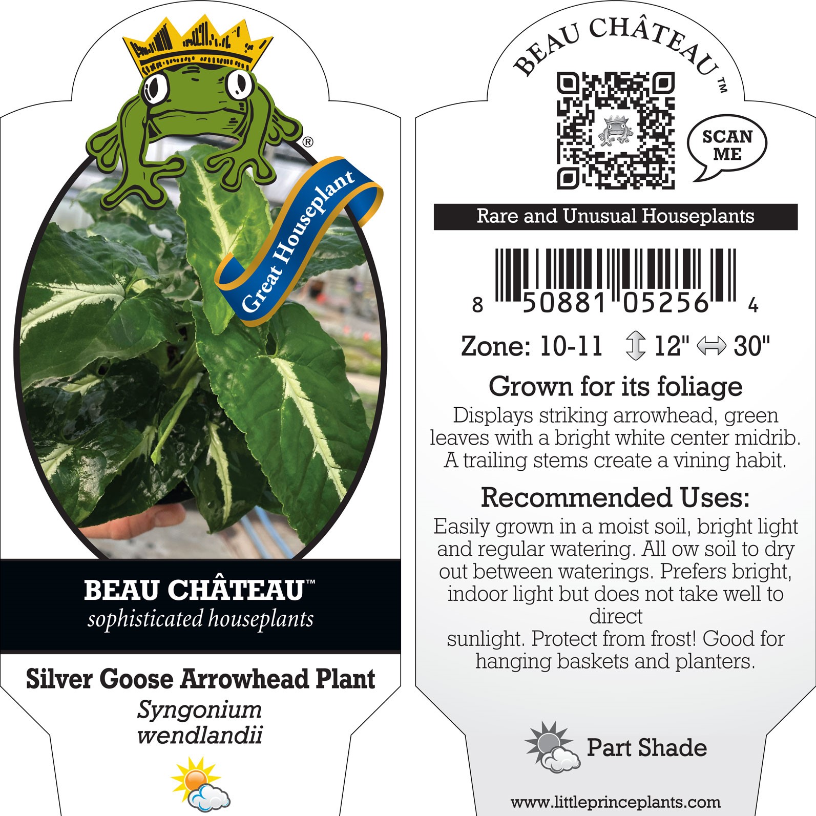 Syngonium wendlandii - Arrowhead Plant (4.5" Pot) - Image 6