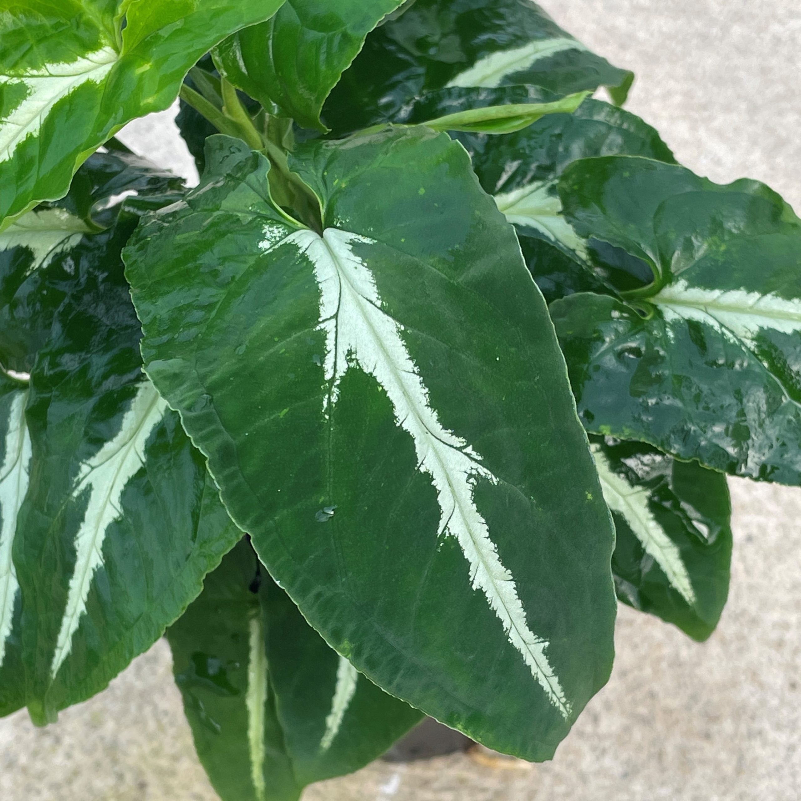 Syngonium wendlandii - Arrowhead Plant (4.5" Pot) - Image 2