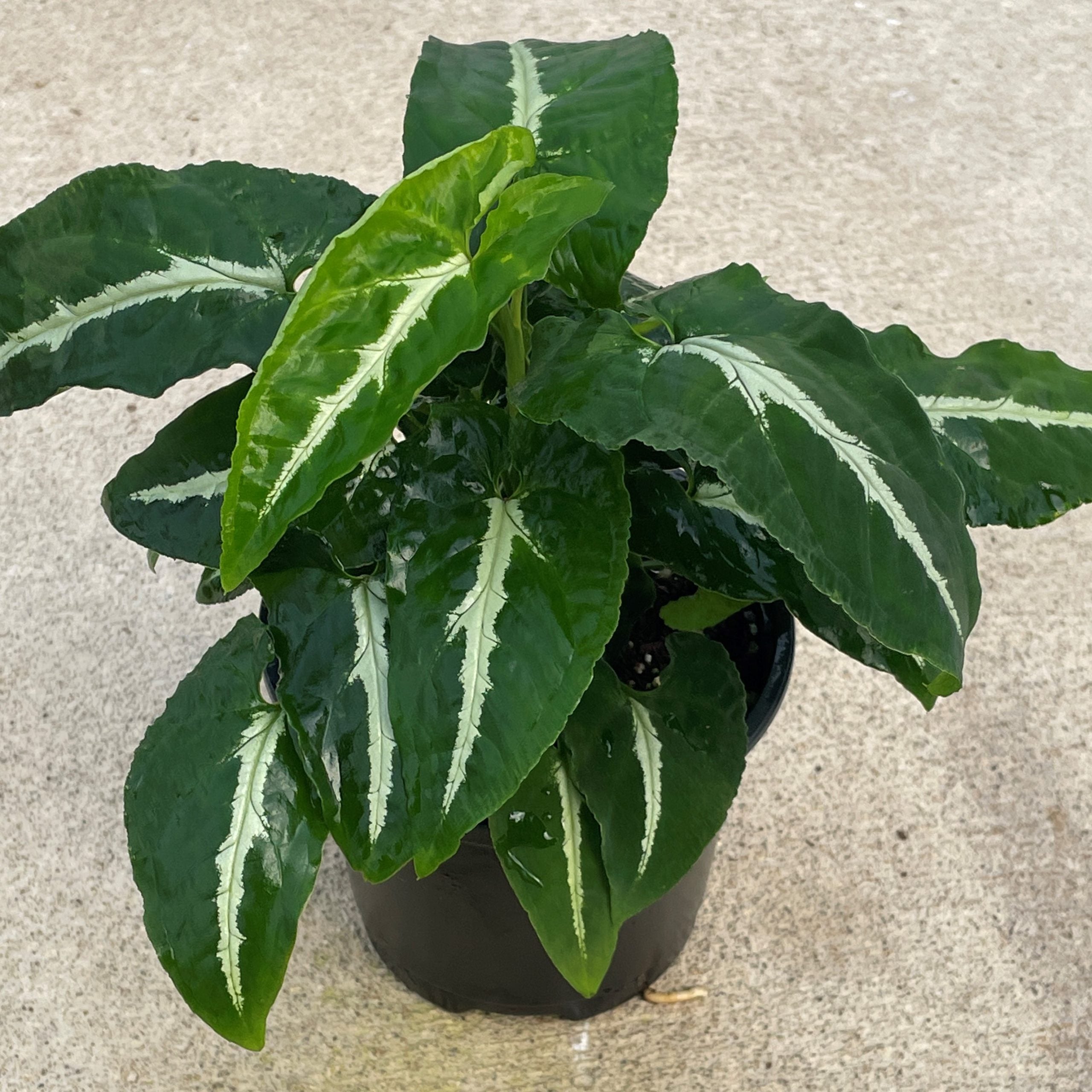 Syngonium wendlandii - Arrowhead Plant (4.5" Pot) - Image 3