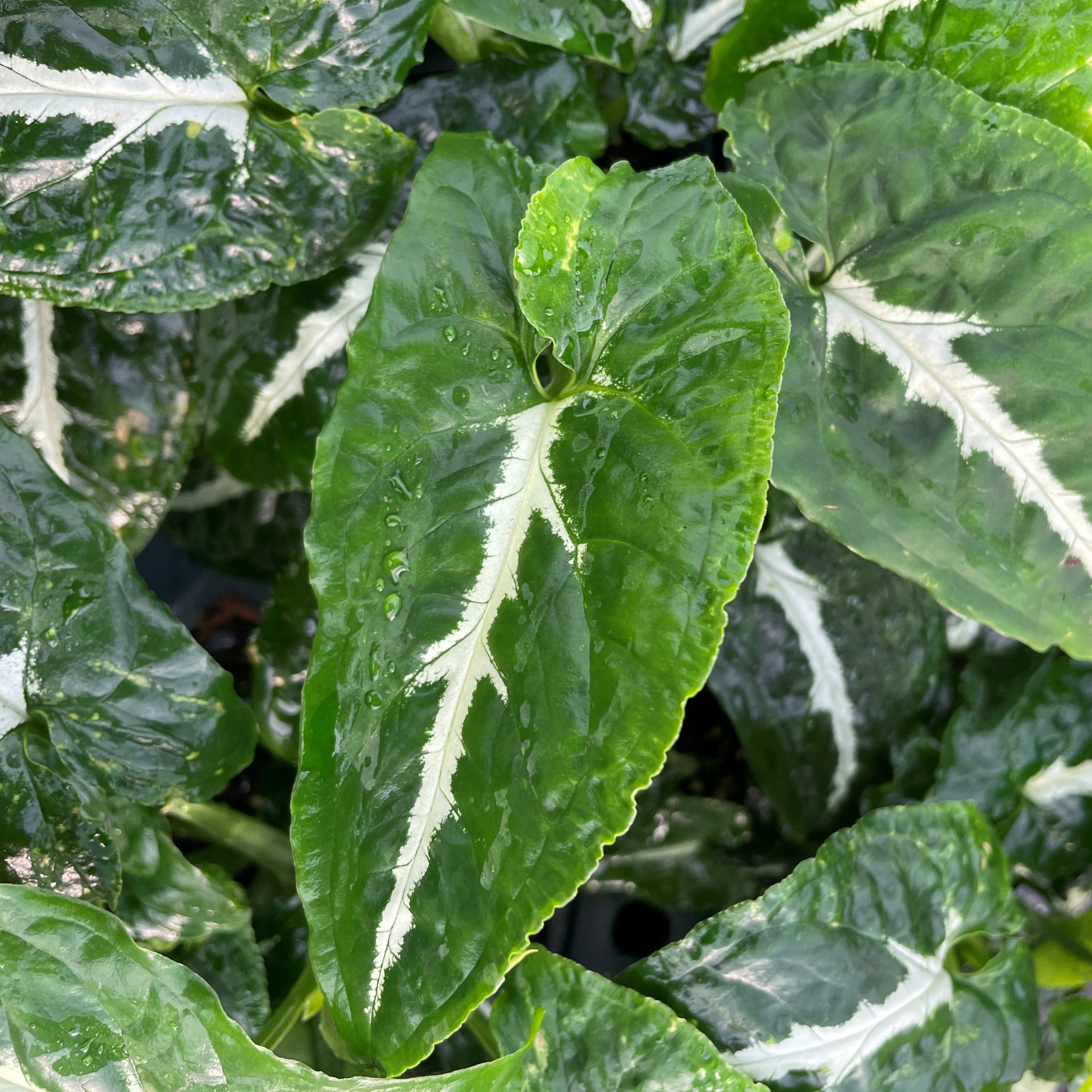 Syngonium wendlandii - Arrowhead Plant (4.5" Pot) - Image 4