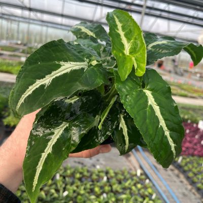 Syngonium wendlandii - Arrowhead Plant (4.5" Pot)
