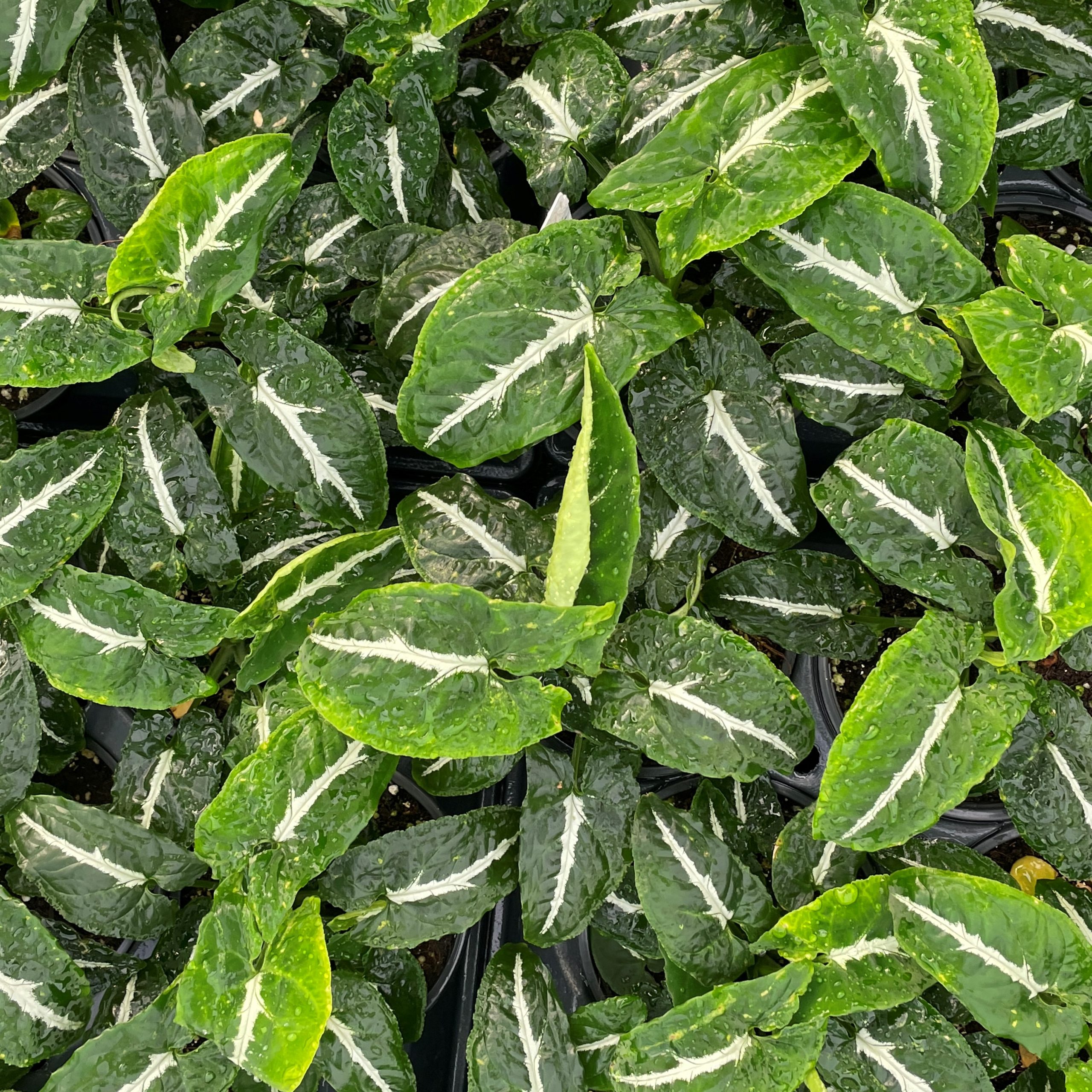 Syngonium wendlandii - Arrowhead Plant (4.5" Pot) - Image 5
