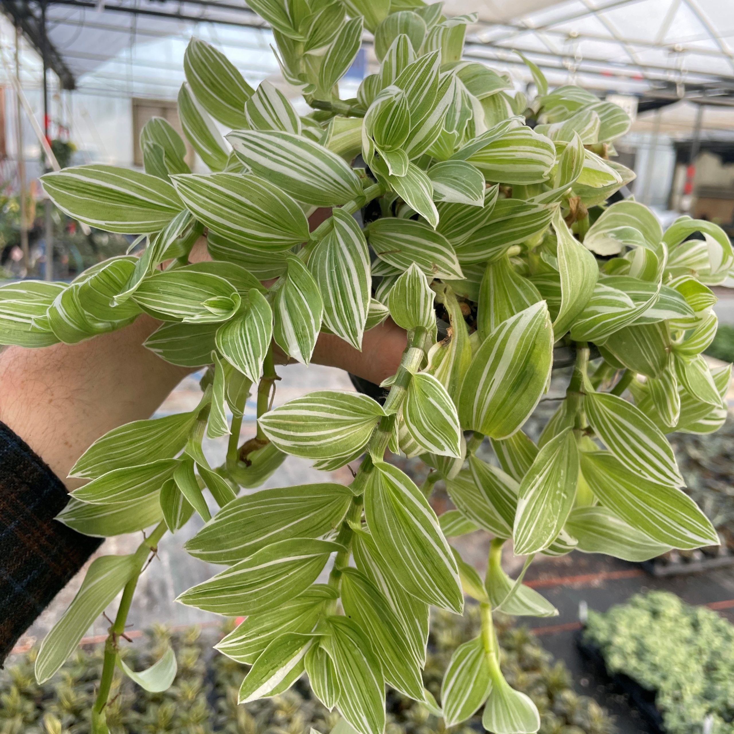 Tradescantia 'Sanna' - Inch Plant (4.5
