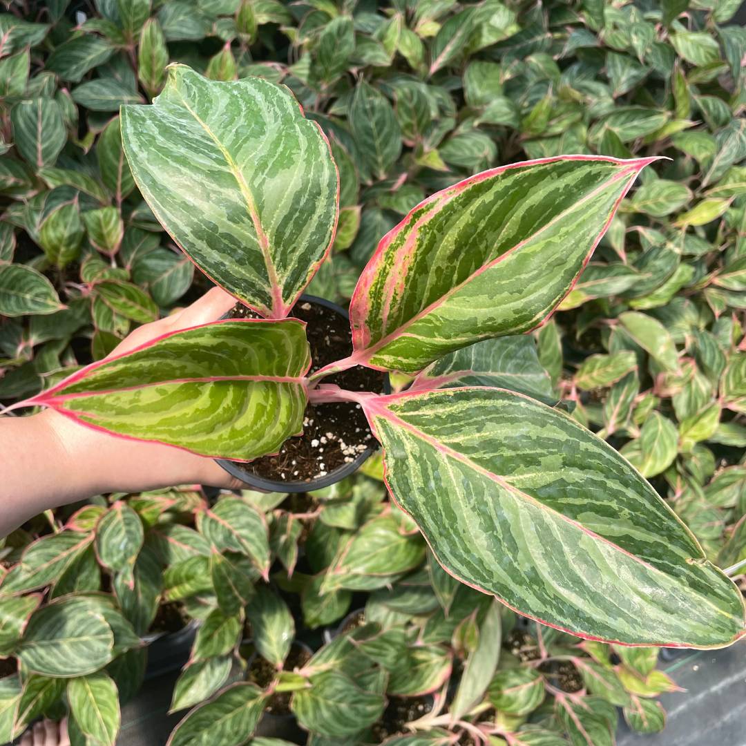 Aglaonema 'Moonstone Miles' JUNE (1)