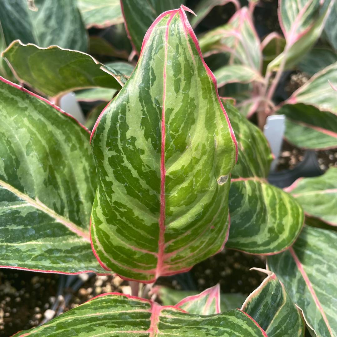 Aglaonema 'Moonstone Miles' JUNE (2)