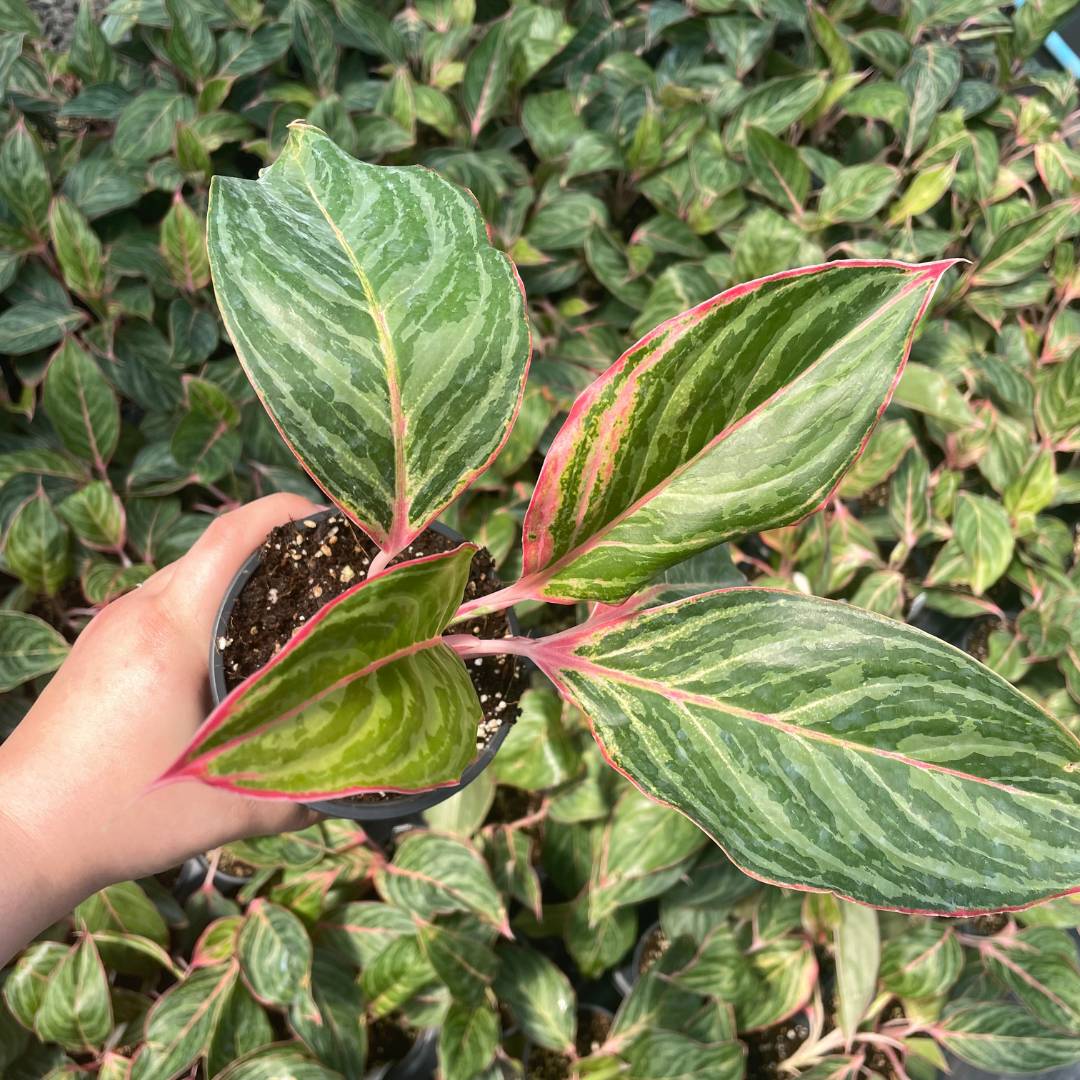 Aglaonema 'Moonstone Miles' JUNE