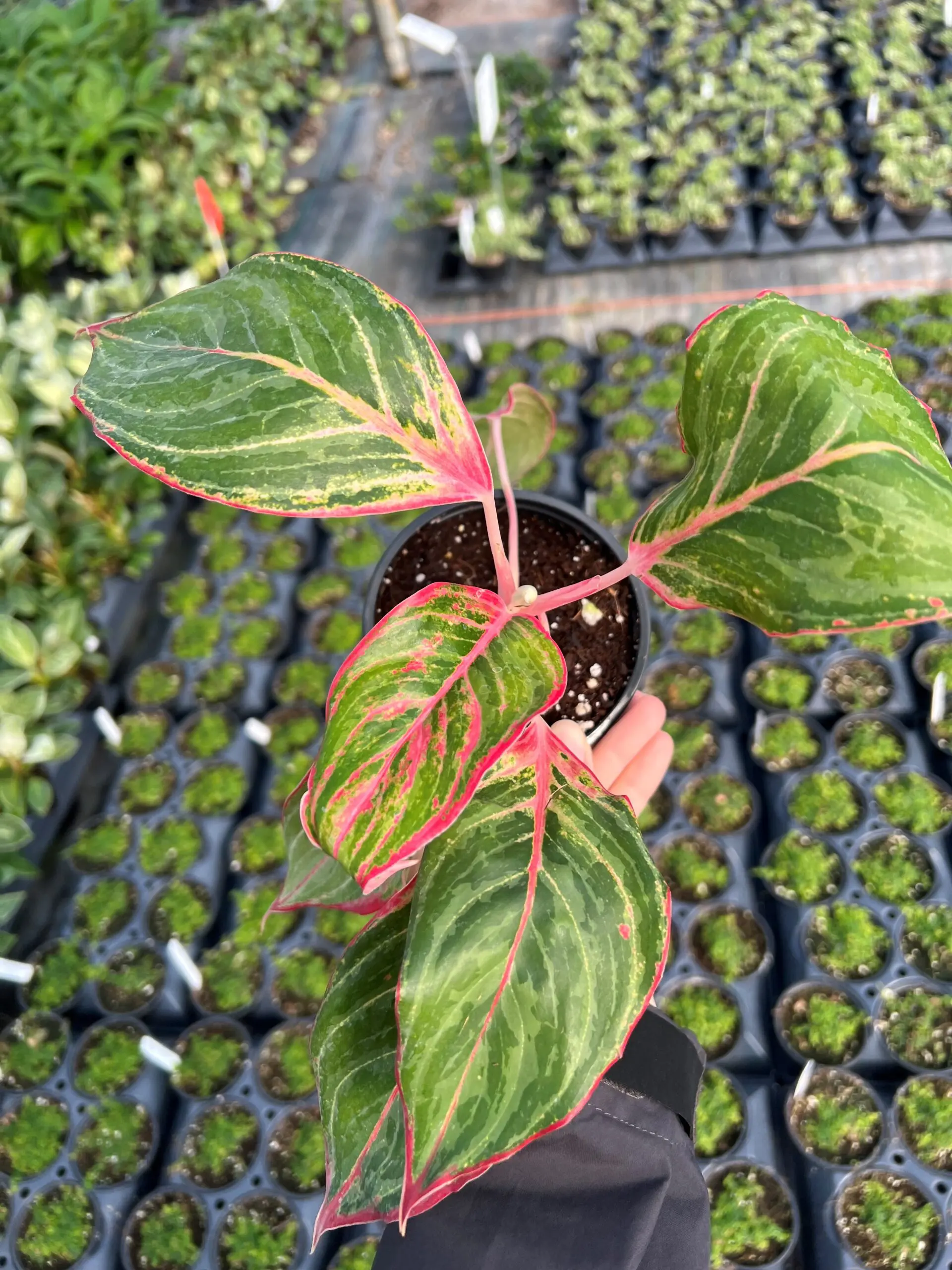 Aglaonema-Moonstone-Miles-