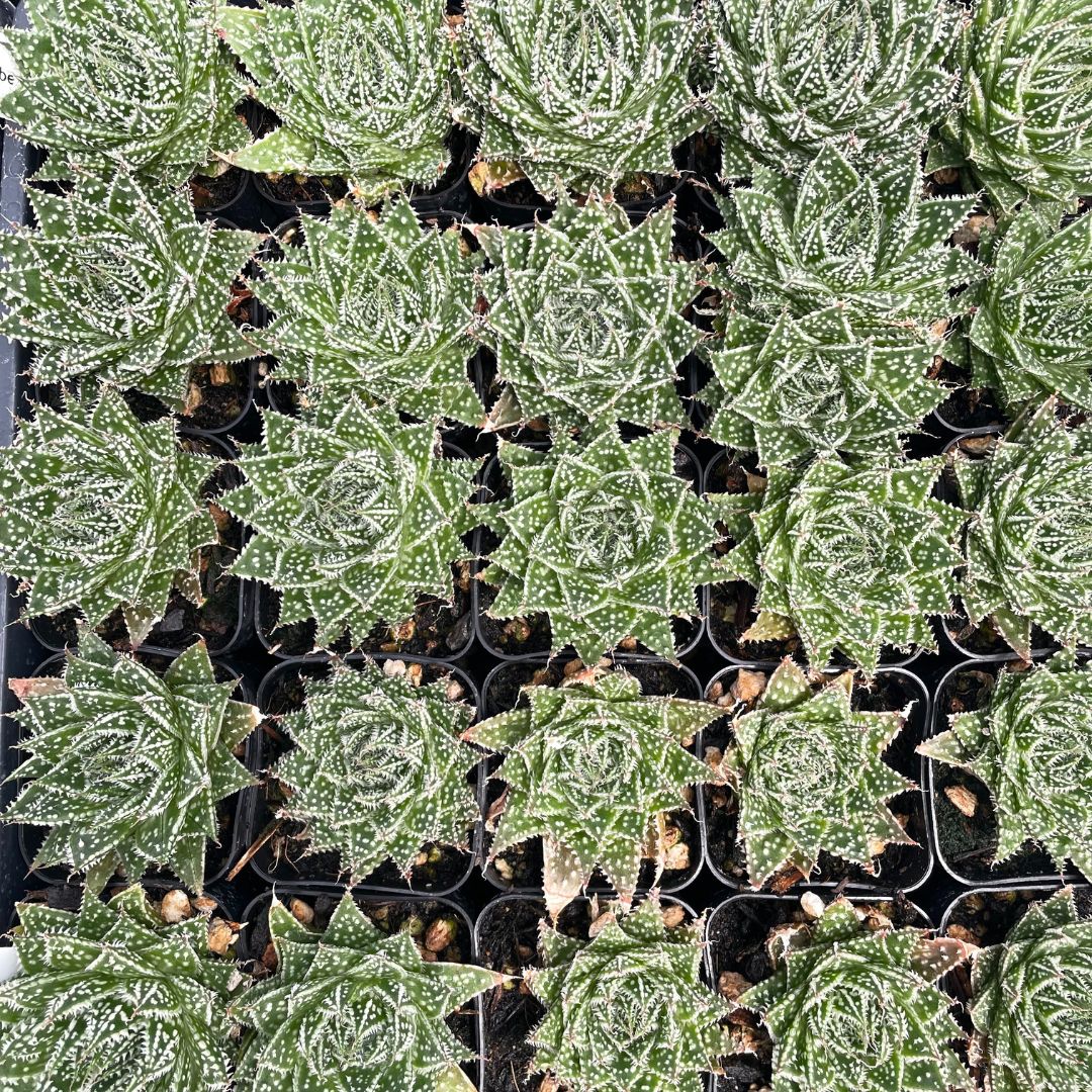 Aloe aristata 'Zambezi' - Torch Plant, Lace Aloe (2
