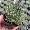 Aloe aristata 'Zambezi' - Torch Plant, Lace Aloe (2" Pot) | Little Prince  of Oregon Nursery