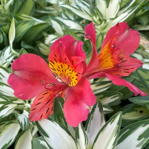 Alstroemeria 'Little Miss Zoe' - Peruvian Lily (4.5