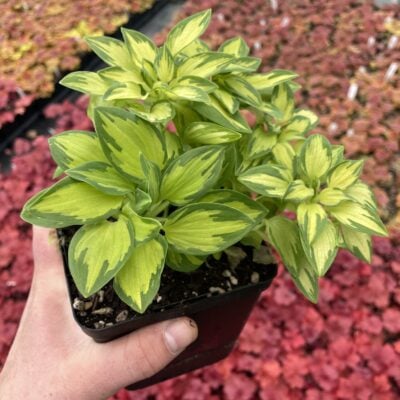 Alstroemeria 'Zoe'