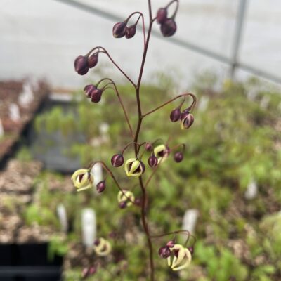 Epimedium 'Domino' - Barrenwort Bloom