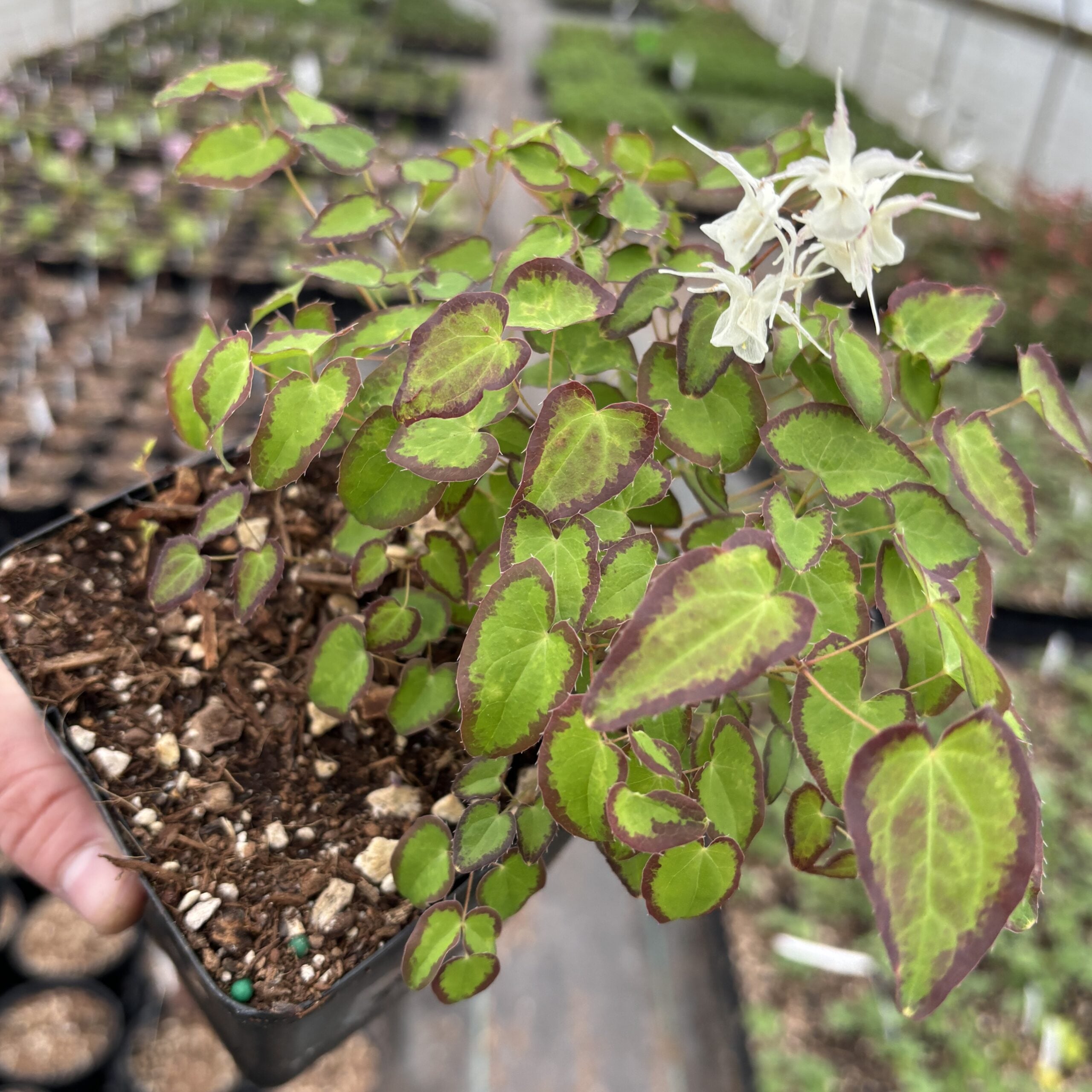 Epimedium g. var. higoense 'Bandit'