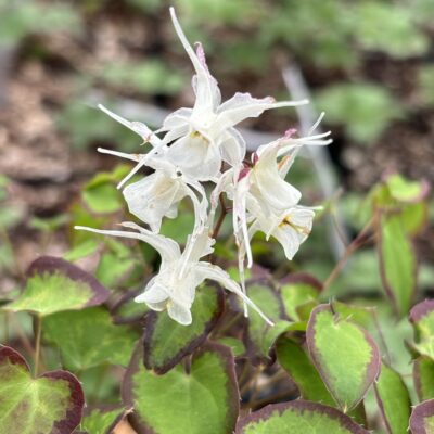 Epimedium g. var. higoense 'Bandit' bloom