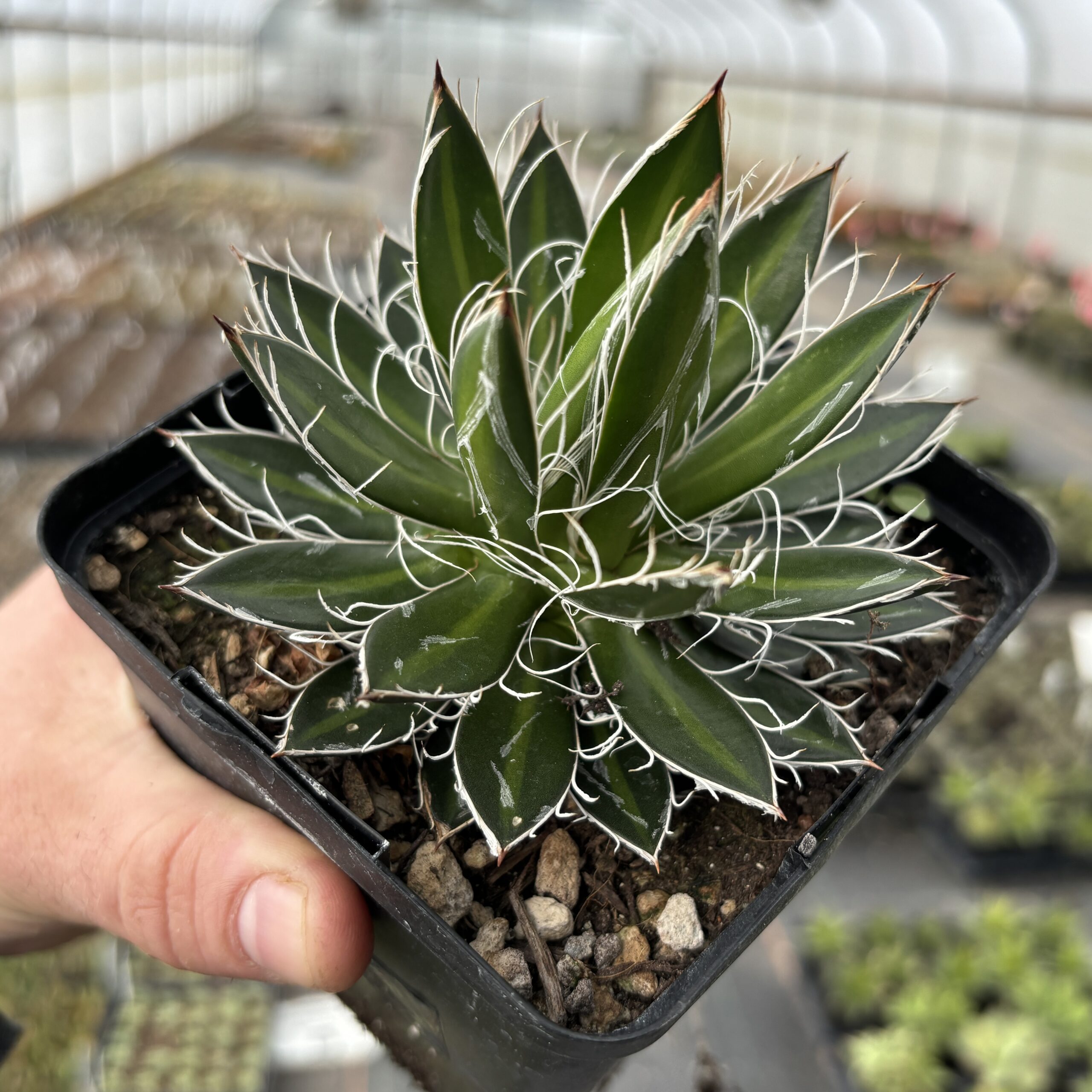 Agave-schidigera-Black-Widow--