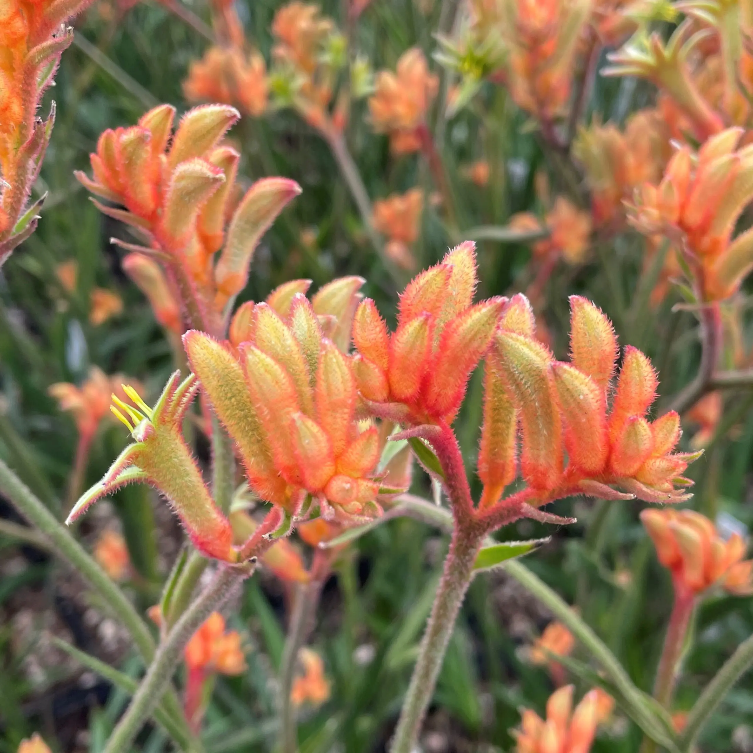 Anigozanthos 'Cape Amazon' - Kangaroo Paw Plant (4.5