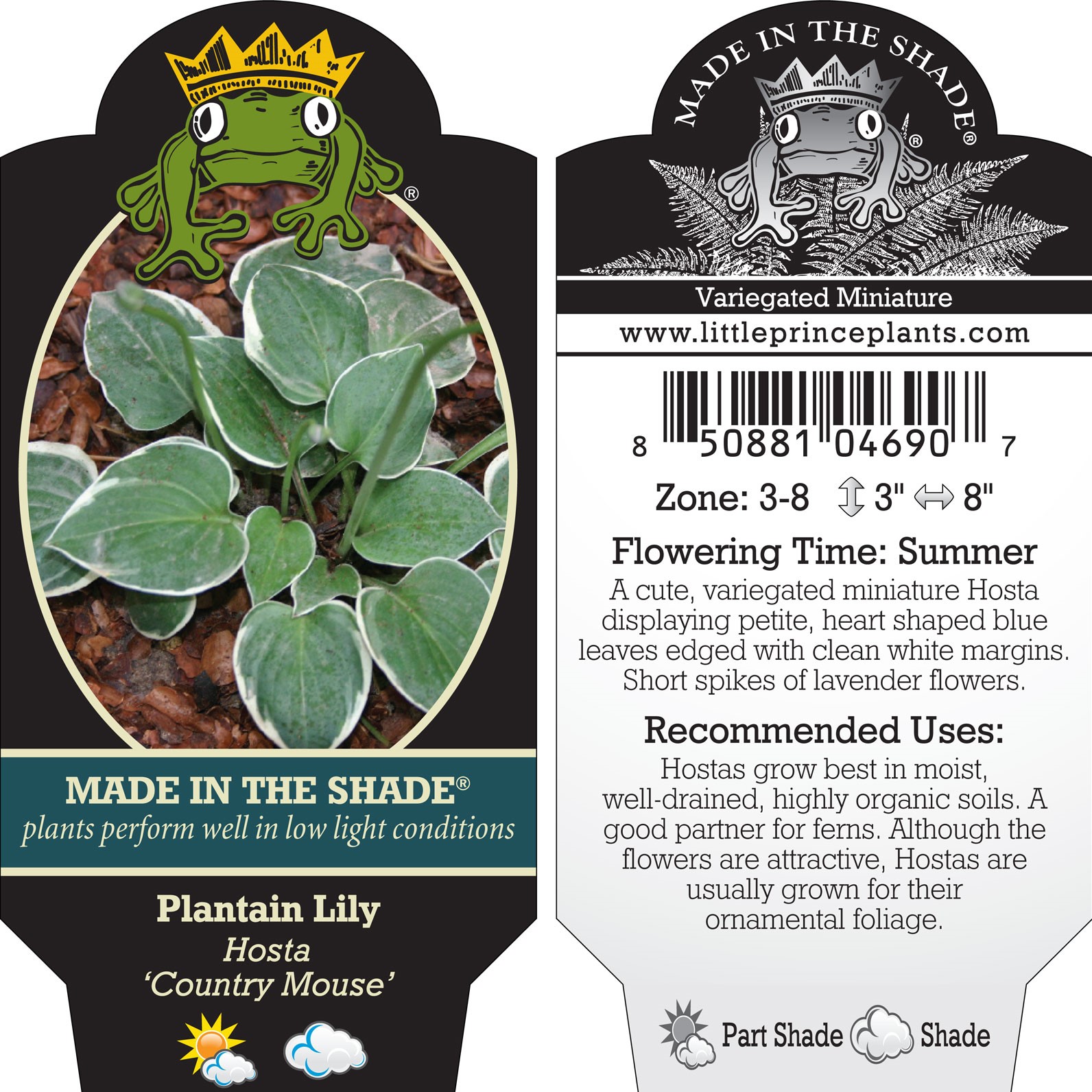 Hosta 'Country Mouse' - Plantain Lily