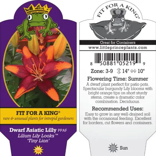 anthurium doc block Anthurium Doc Block Zara x Michelle 'selected dark form' x Forgetii Da   Curious Plants