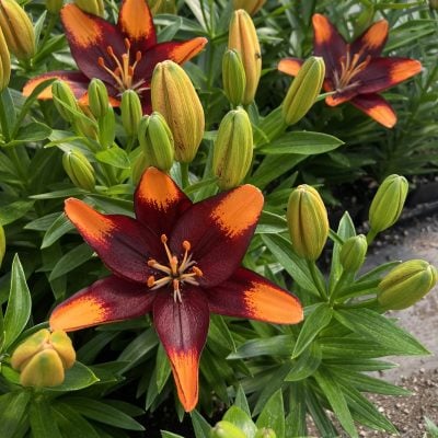 Lilium Lily Looks™ 'Tiny Lion' - Dwarf Asiatic Lily PPAF (4.5" Pot)