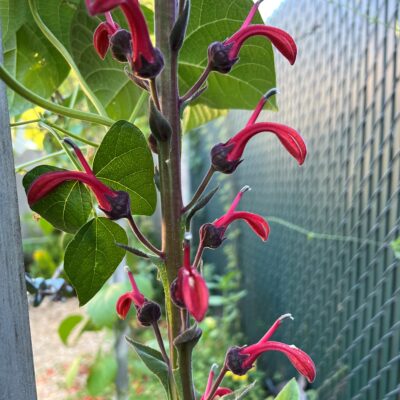 Lobelia tupa bloom Zen's Garden August (2)
