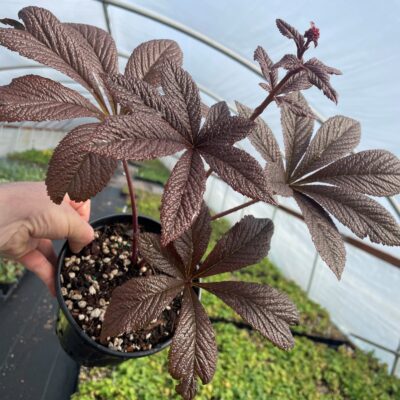 Rodgersia pinnata 'Bronze Peacock' - Rodger's Flower (2)