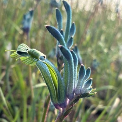 Anigozanthos Celebrations™ Masquerade - Kangaroo Paw Plant (4.5" Pot)