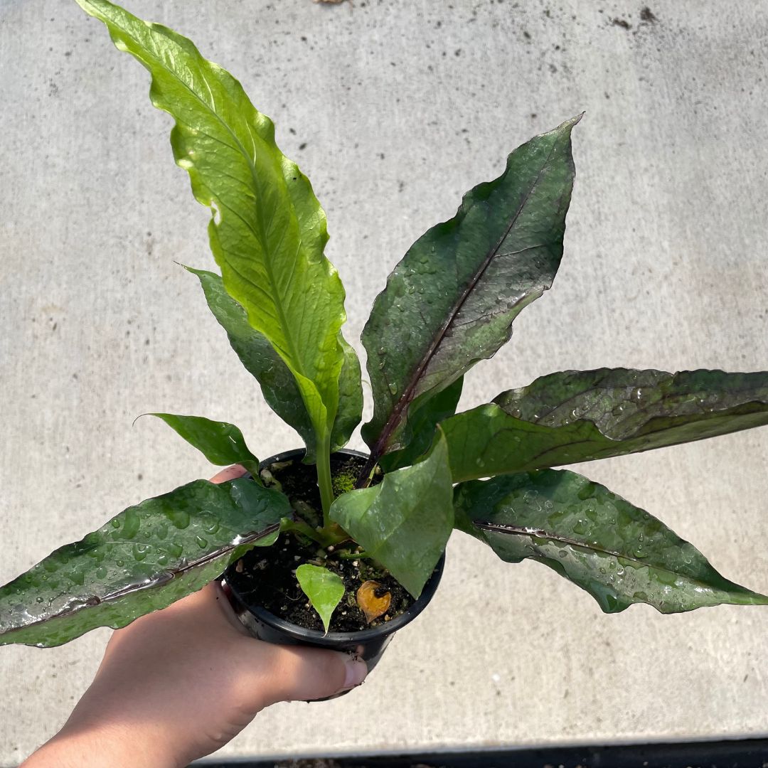 Anthurium 'Big Red Bird' - Bird's Nest Anthurium (4.5" Pot) | Little Prince  of Oregon Nursery