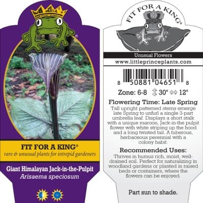 Arisaema speciosum - Giant Himalayan Jack-in-the-Pulpit (4.5" Pot)
