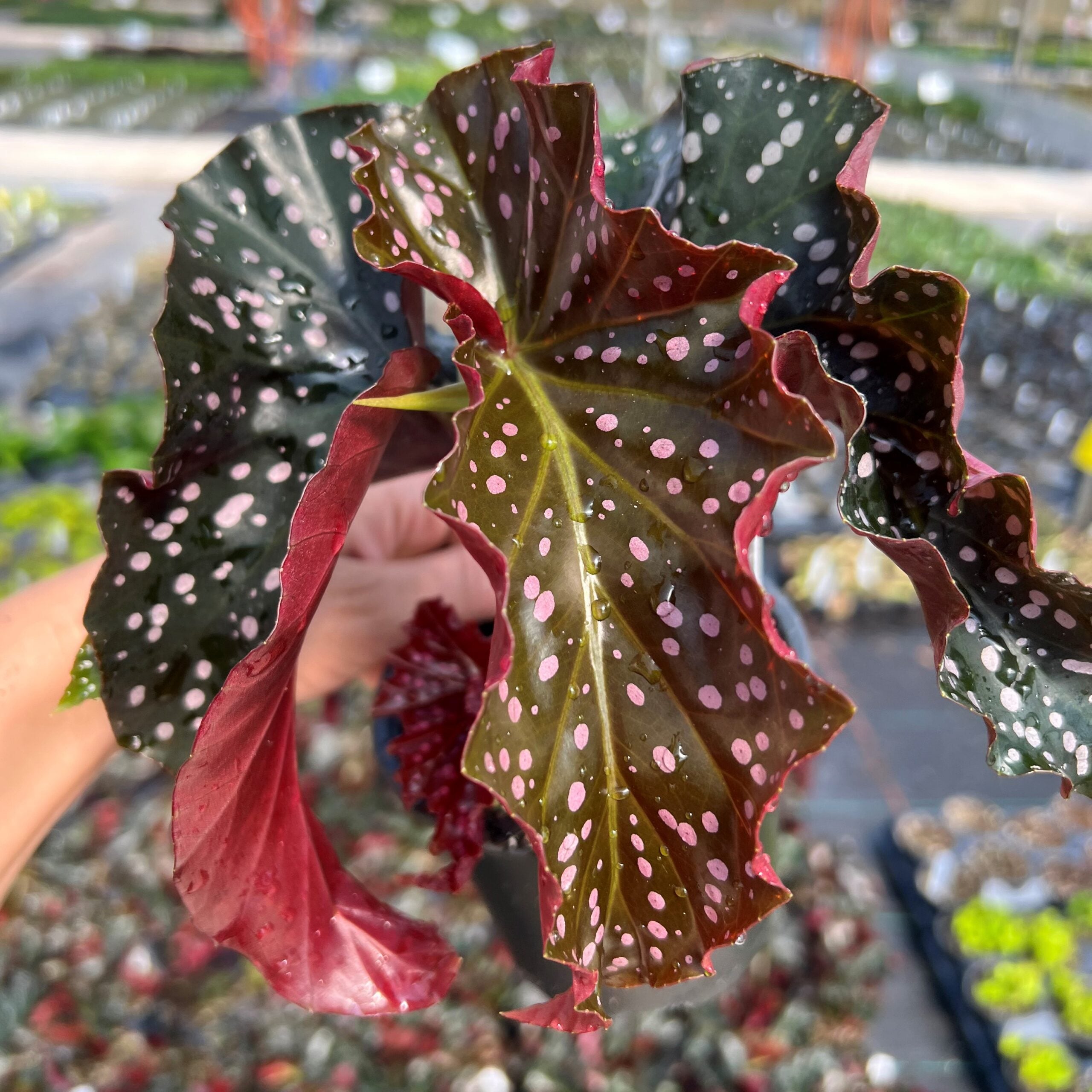 Begonia Cracklin Rosie