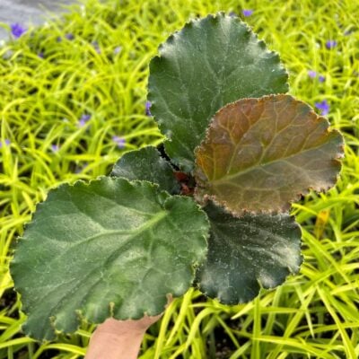 Bergenia ‘Ripple Effect’