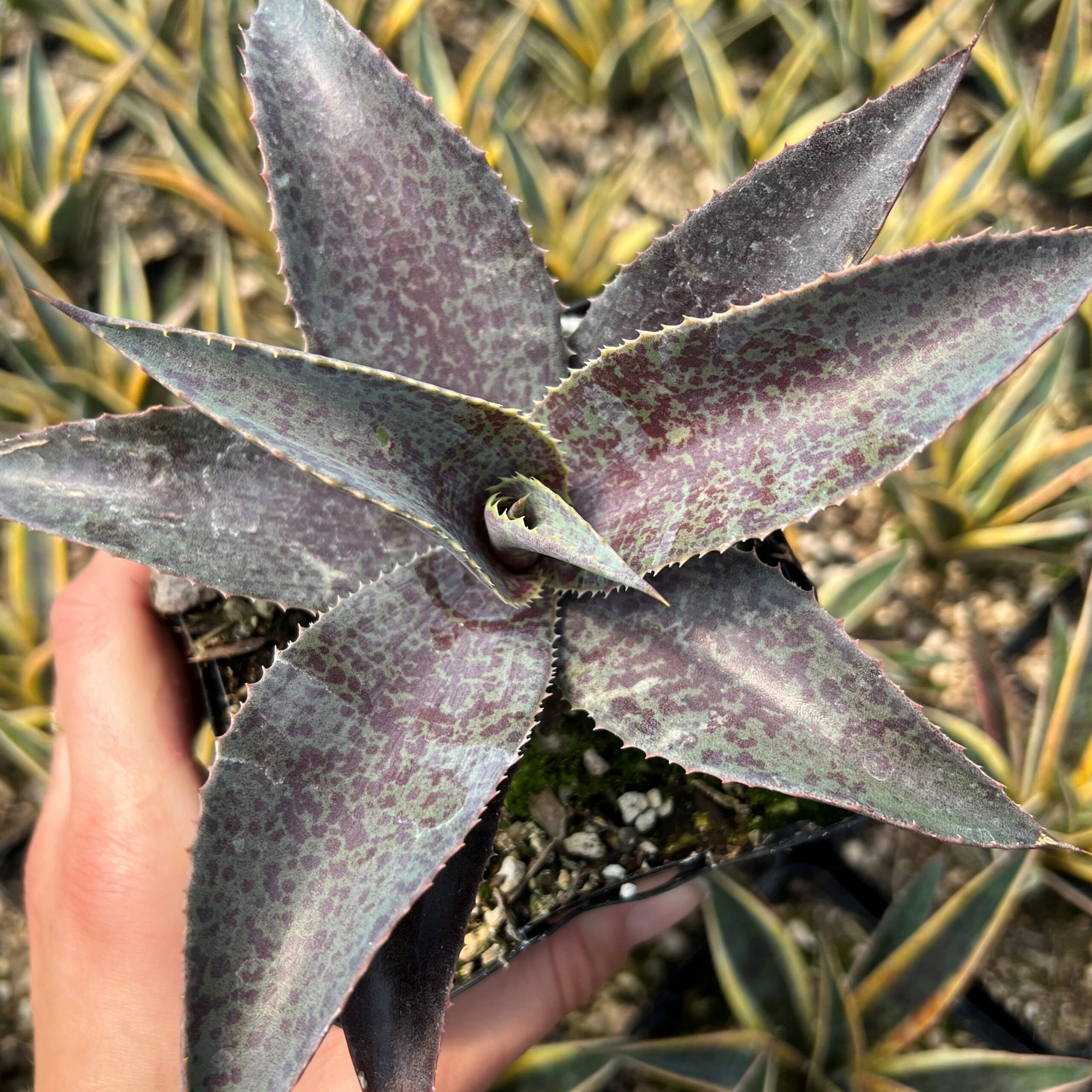 Mangave 'Mayan Queen'