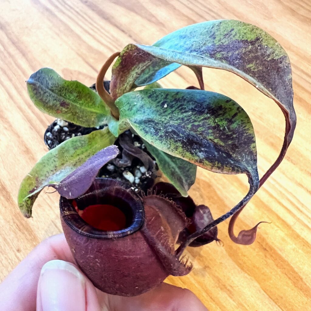 Nepenthes 'Black Miracle' - Pitcher Plant (2